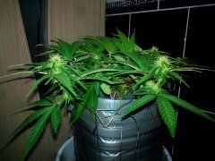 W.W. от  Spliff Seeds