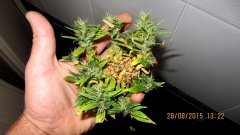 Dr Grinspoon (Barneys Farm)