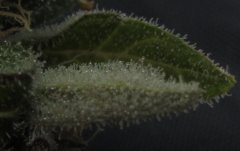 macro  BCN Diesel