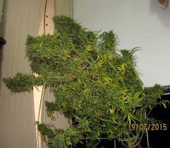 Dr Grinspoon (Barneys Farm)
