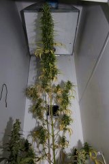 W.W. Spliff Seeds