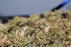 G-13 Haze fem. Barney Farms