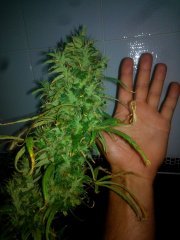 Dr Grinspoon (Barneys Farm)