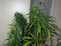 Dr Grinspoon (Barneys Farm)