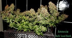Amnesia  Bulk Seed Bank