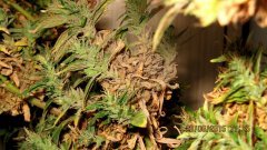 Dr Grinspoon (Barneys Farm)