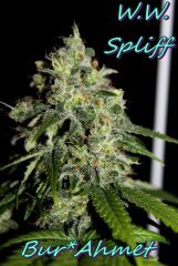 W.W. Spliff Seeds