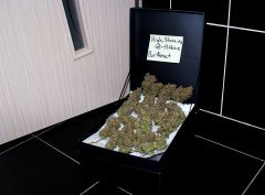 G-13 Haze fem. Barney Farms