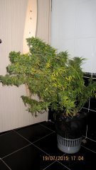 Dr Grinspoon (Barneys Farm)