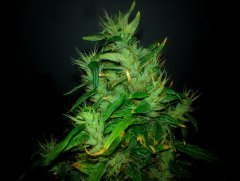 Dr Grinspoon (Barneys Farm)