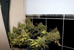 G-13 Haze fem. от Barney Farm