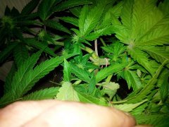 W.W. от  Spliff Seeds