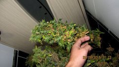 Dr Grinspoon (Barneys Farm)