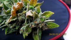 BCN Diesel 11 Цветения