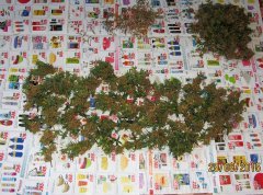 Dr Grinspoon (Barneys Farm)