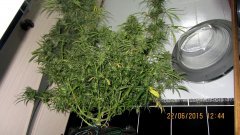 Dr Grinspoon (Barneys Farm)