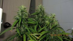 Dr Grinspoon (Barneys Farm)