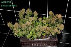 Amnesia  Bulk Seed Bank
