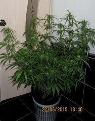Dr Grinspoon (Barneys Farm)