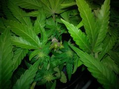 W.W. от  Spliff Seeds