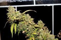 G-13 Haze fem. от Barney Farm