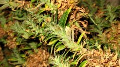 Dr Grinspoon (Barneys Farm)