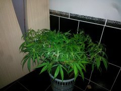 Dr Grinspoon (Barneys Farm)