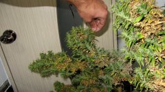 Dr Grinspoon (Barneys Farm)