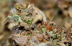 G-13 Haze fem. Barney Farms
