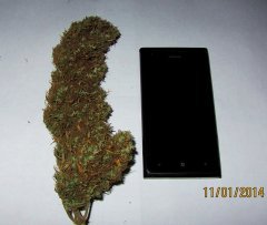 Indian Skunk