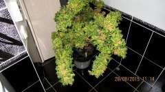 Dr Grinspoon (Barneys Farm)