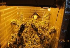 Dr Grinspoon (Barneys Farm)