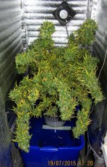Dr Grinspoon (Barneys Farm)