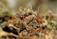 G-13 Haze fem. Barney Farms