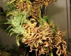 Dr Grinspoon (Barneys Farm)