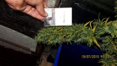 Dr Grinspoon (Barneys Farm)