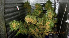 Dr Grinspoon (Barneys Farm)