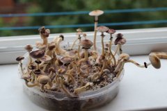 GT  mutation