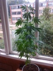 судя по всему девочка