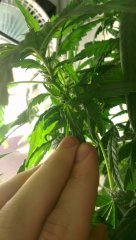 Hashberry друзья по вашему до 31 декабря успеет??
