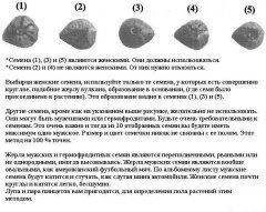Виды семян