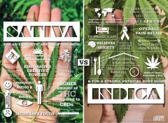 Sativa Vs Indica