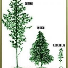 S.I.R.