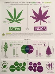 Sativa / Indica