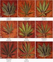hash markers