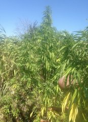 medical defoliation