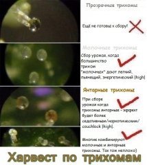 Харвест по трихомам.