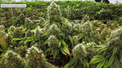 Medical Cannabis)