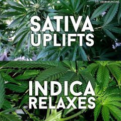 Uplifts & Relaxes