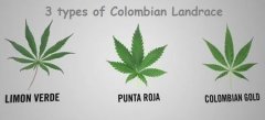 types colombian